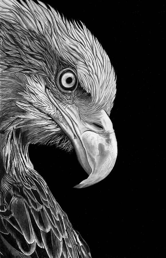 Eagle Drawing By Paul Stowe Fine Art America