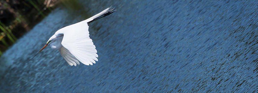 Egret Building Nest Photograph By Trever Barker Fine Art America