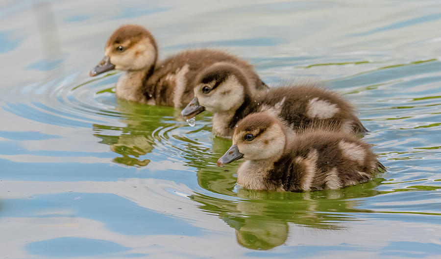 Egyptian Goslings Swimming Photograph By Morris Finkelstein Pixels