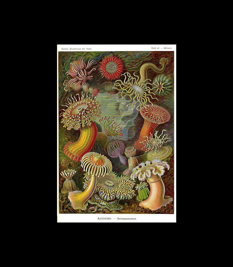 Ernst Haeckel Actiniae Digital Art By Ernst Haeckel Actiniae