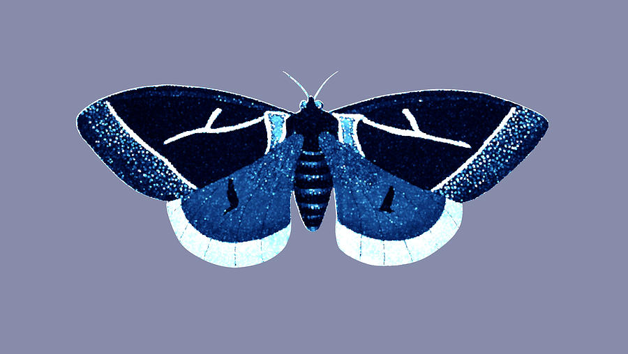 Fantasy Indigo Butterfly Digital Art By Ruth S Other Artistic Vision