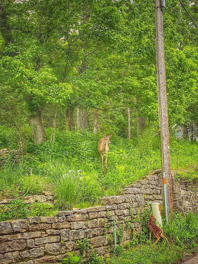 Fawn Obstacles Photograph By Mark Pritchard Fine Art America