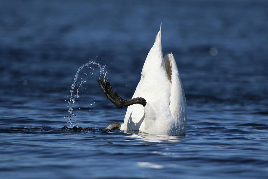 Feeding Mute Swan Photograph By Sue Feldberg Fine Art America