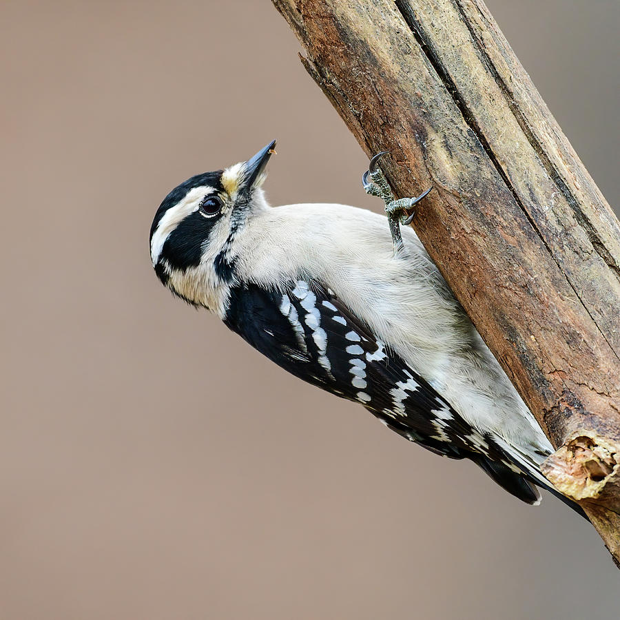 Female Downy Woodpecker Photograph By Tracy Mcdaniel Fine Art America