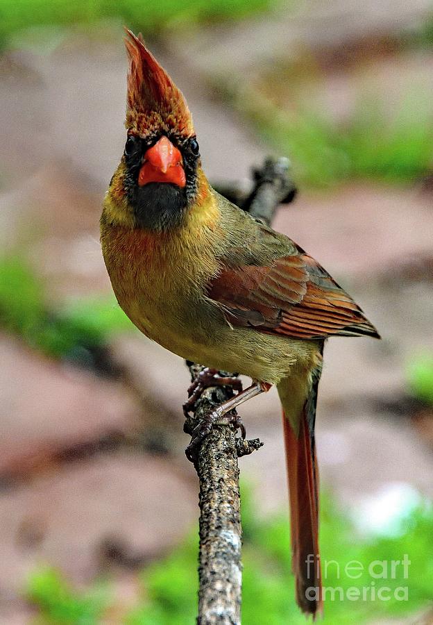 Female Northern Cardinal S Mug Shot Photograph By Cindy Treger Fine