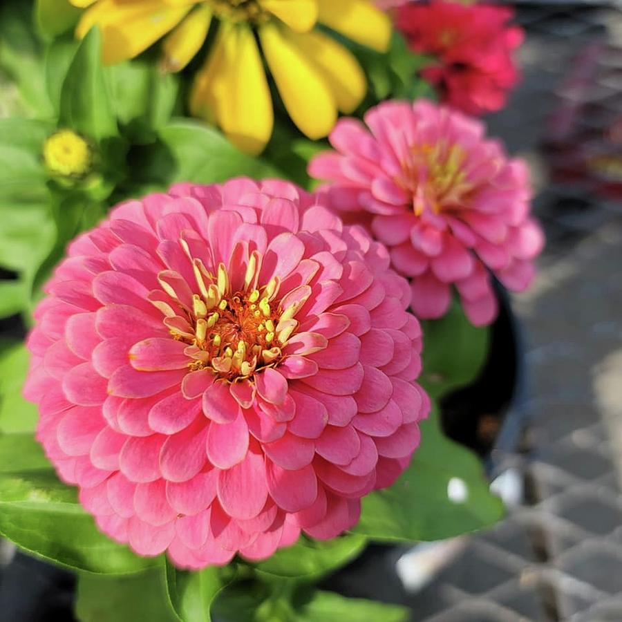 Fine Pink Bloom Photograph By Charlotte Gray Pixels