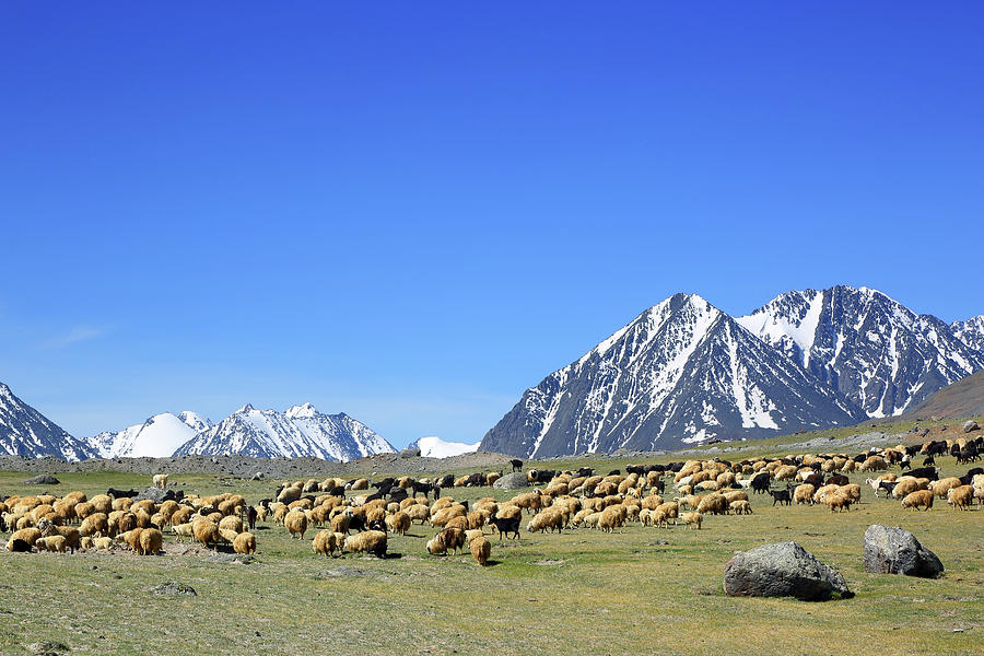 Flock Of Sheep On Mountain Pasture Photograph By Mikhail Kokhanchikov