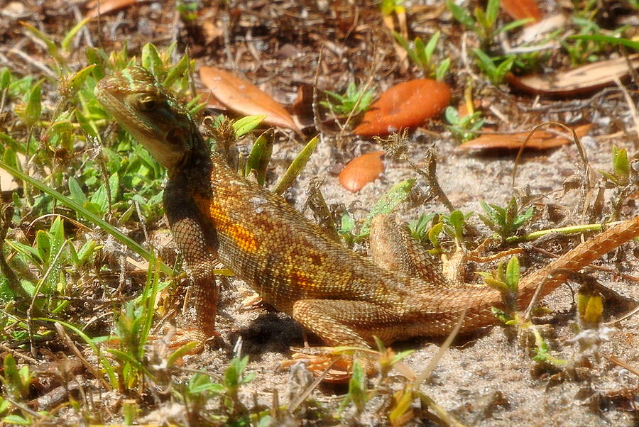 Florida Scrub Lizard Photograph By Amy Spear Fine Art America