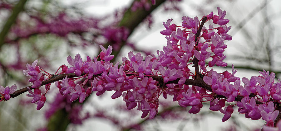 Flower Laden Branch Photograph By Sally Weigand Pixels