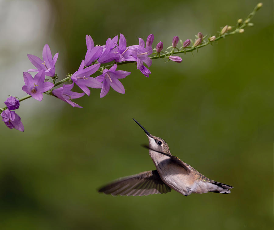 Flying Hummingbird And Purple Flower 2 Digital Art By Pamela Weston