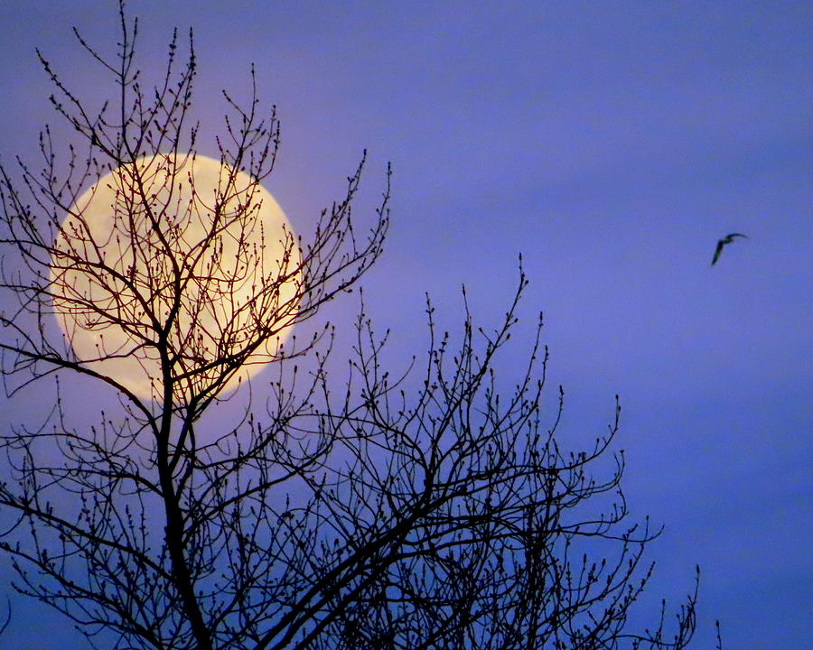 Full Moon Rising Photograph By Tom Strutz Fine Art America