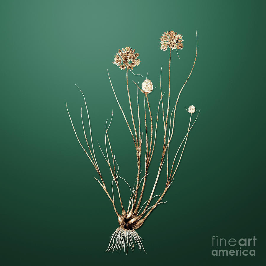 Gold Allium Globosum On Dark Spring Green N Painting By Holy Rock