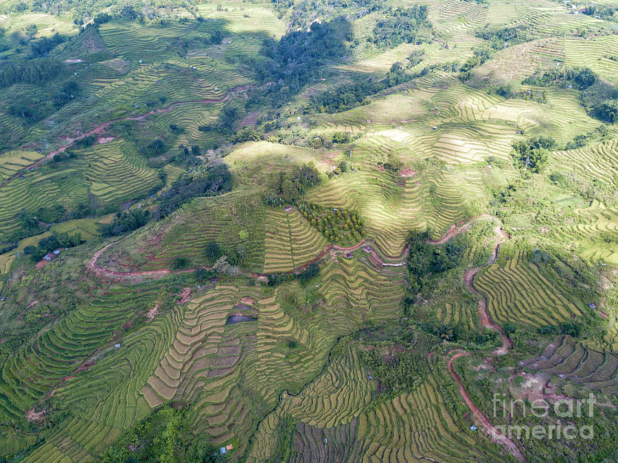 Golo Cador Rice Terrace Aerial Photograph By Danaan Andrew Fine Art