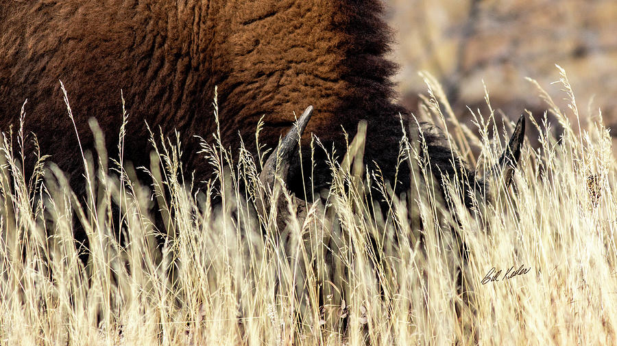 Grazing In The Prairie Grass Photograph By Bill Kesler Fine Art America