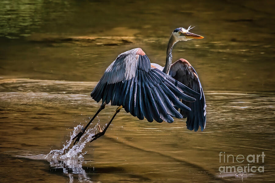 Great Blue Heron Takes Flight Photograph By Shelia Hunt Pixels