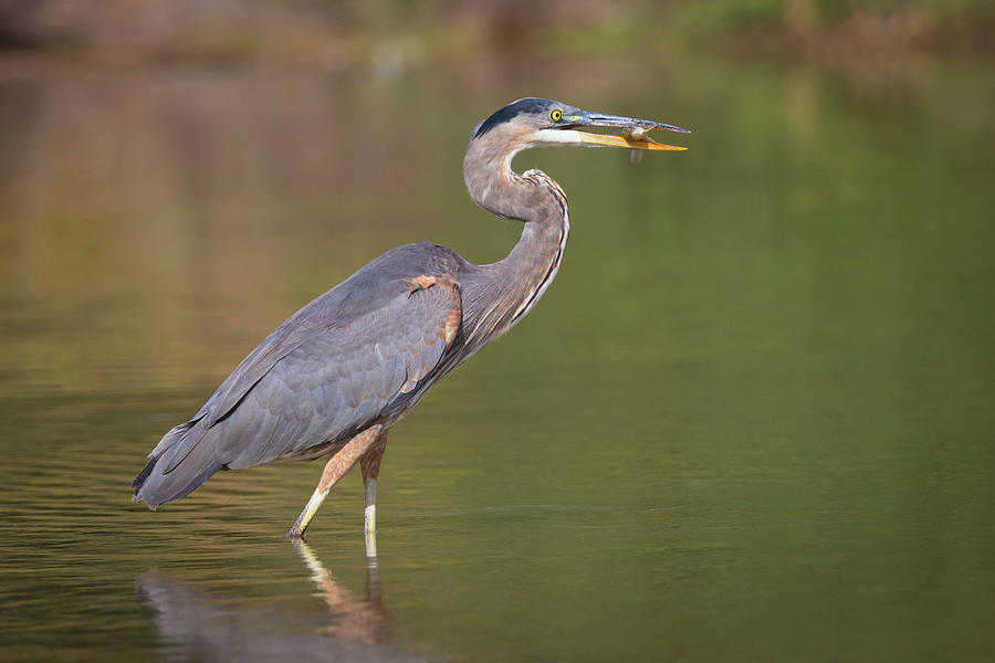 Great Blue Heron With Breakfast Photograph By RM Woods Fine Art America