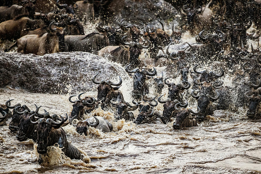 Great Wildebeest Migration Through Mara River In Masai Mara Kenya