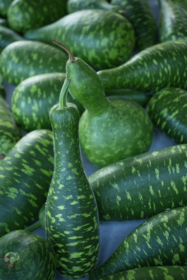 Green Bottle Gourds Photograph By Iris Richardson Pixels