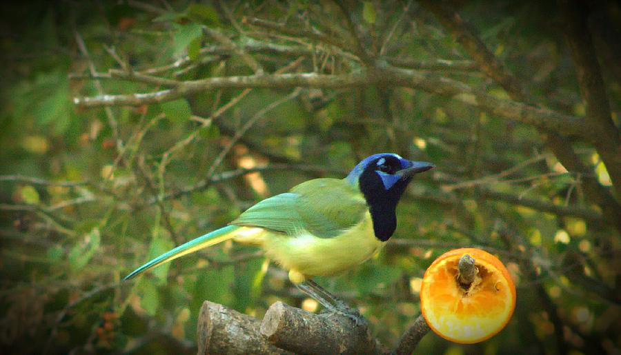 Green Jay Loves Oranges Photograph By Charlene Adler Fine Art America