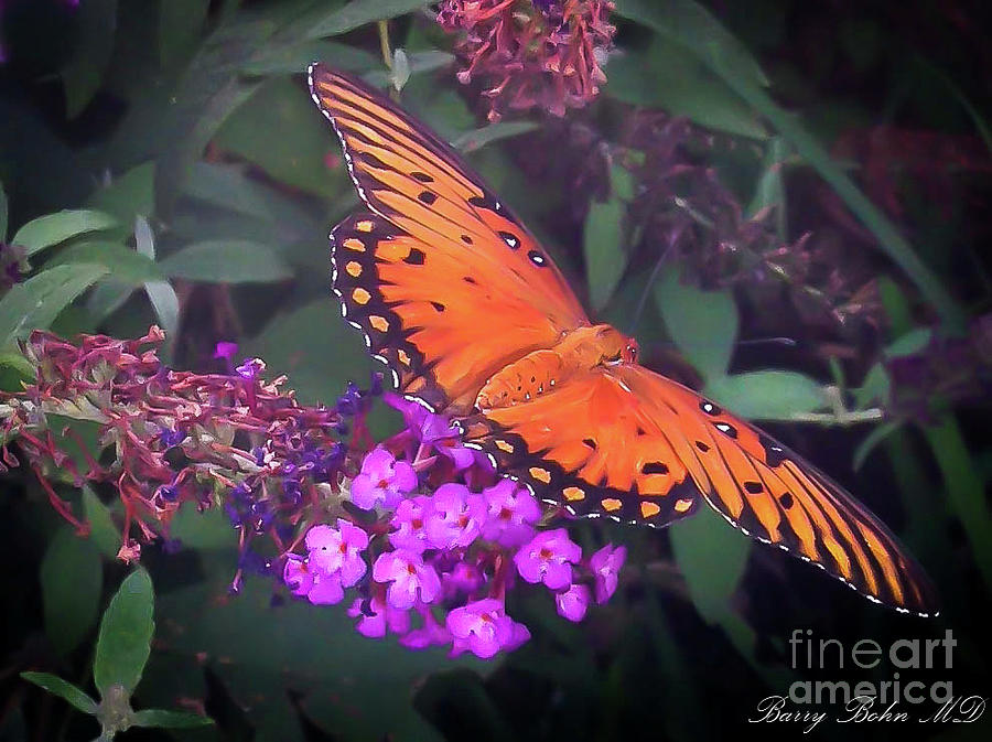 Gulf Fritillary 5 Photograph By Barry Bohn Fine Art America