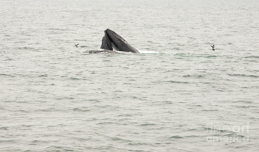 Humpback Whale Feeding Series 9 Photograph By Jeannette Hunt Fine Art