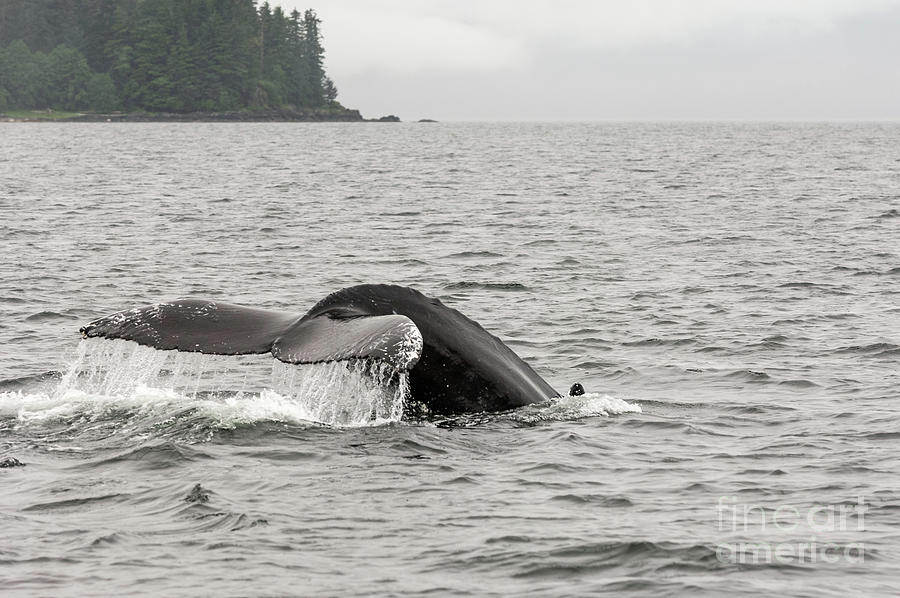 Humpback Whale Fluke In Frederick Sound Photograph By Robert Goodell