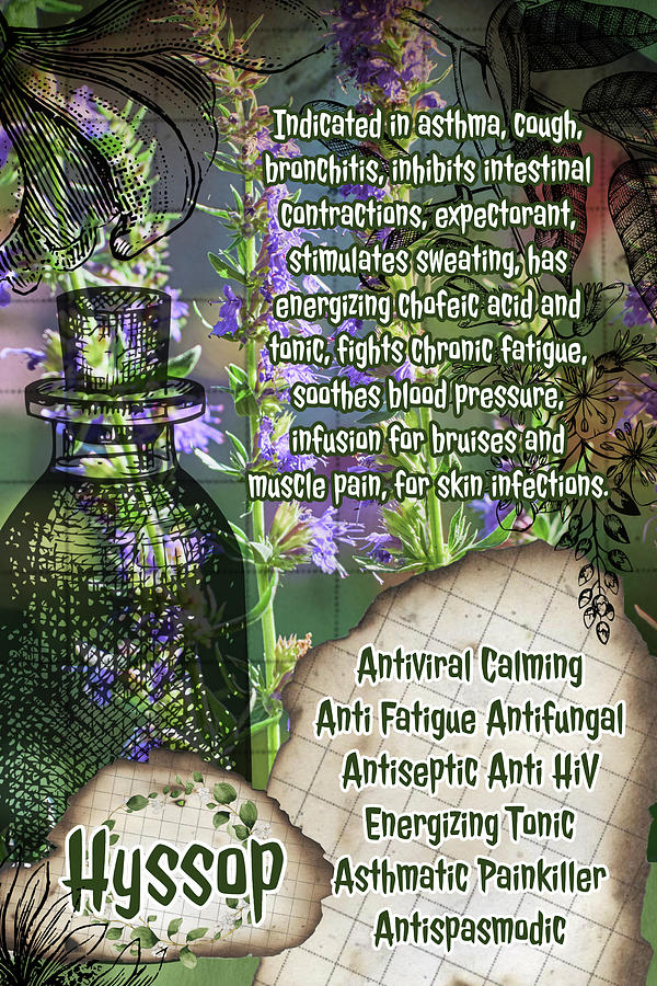 Hyssop Vintage Herbalist Page Photograph By Ana Naturist Fine Art America