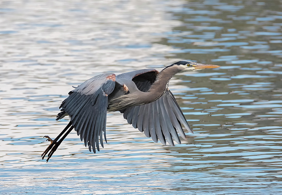 Incoming Heron Photograph By Loree Johnson Fine Art America