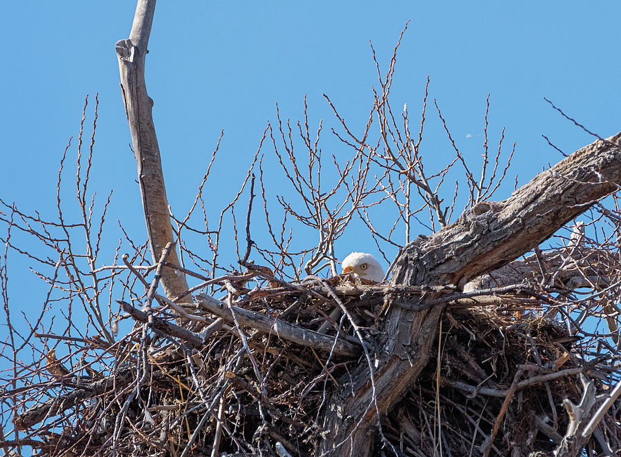 Incubating Photograph By Loree Johnson Fine Art America