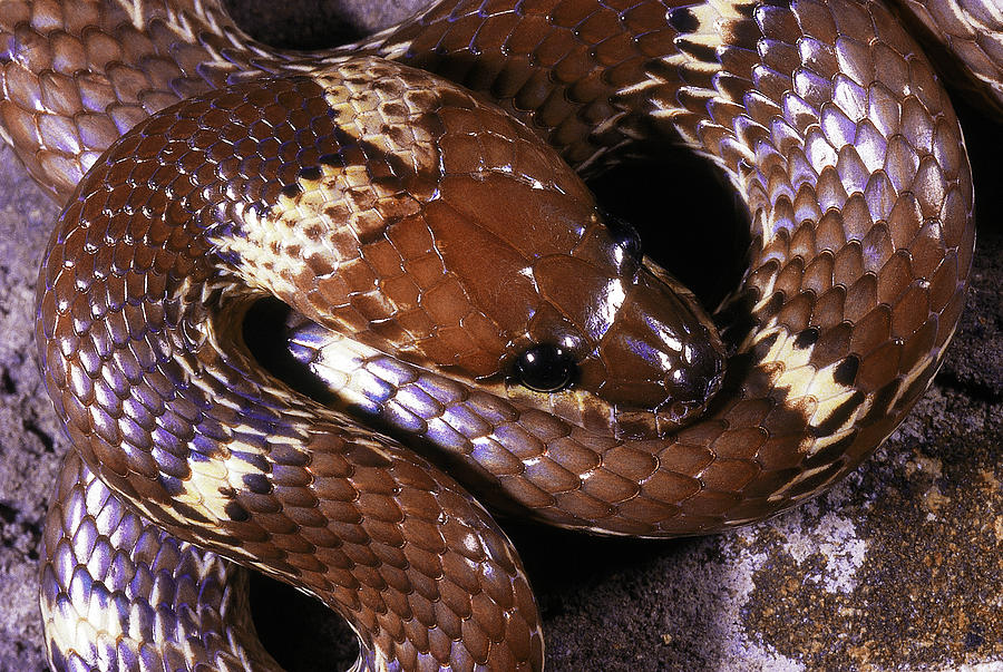 Indian Wolf Snake Photograph By Ashok Captain Pixels