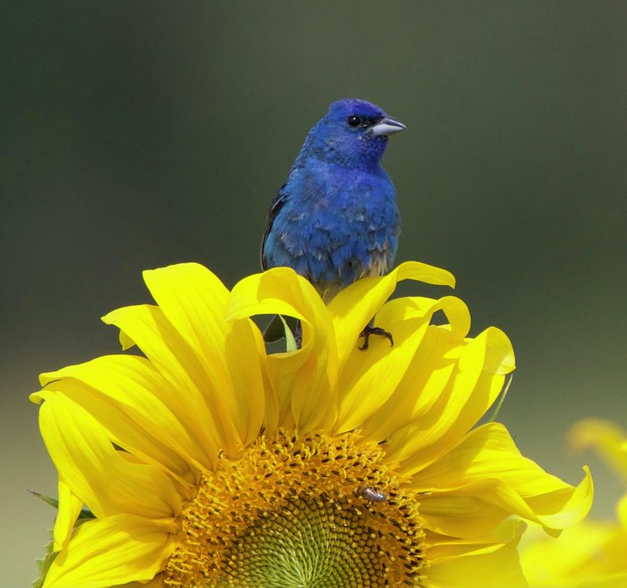 Indigo Bunting On A Sunflower Digital Art By Christin Hanley Fine Art