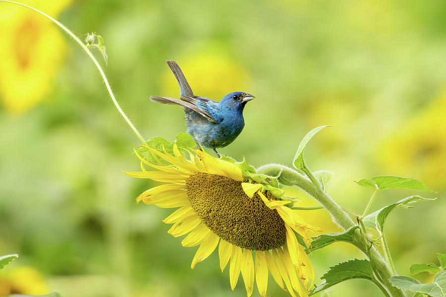 Indigo Bunting On Sunflower Photograph By Julie Barrick Fine Art America