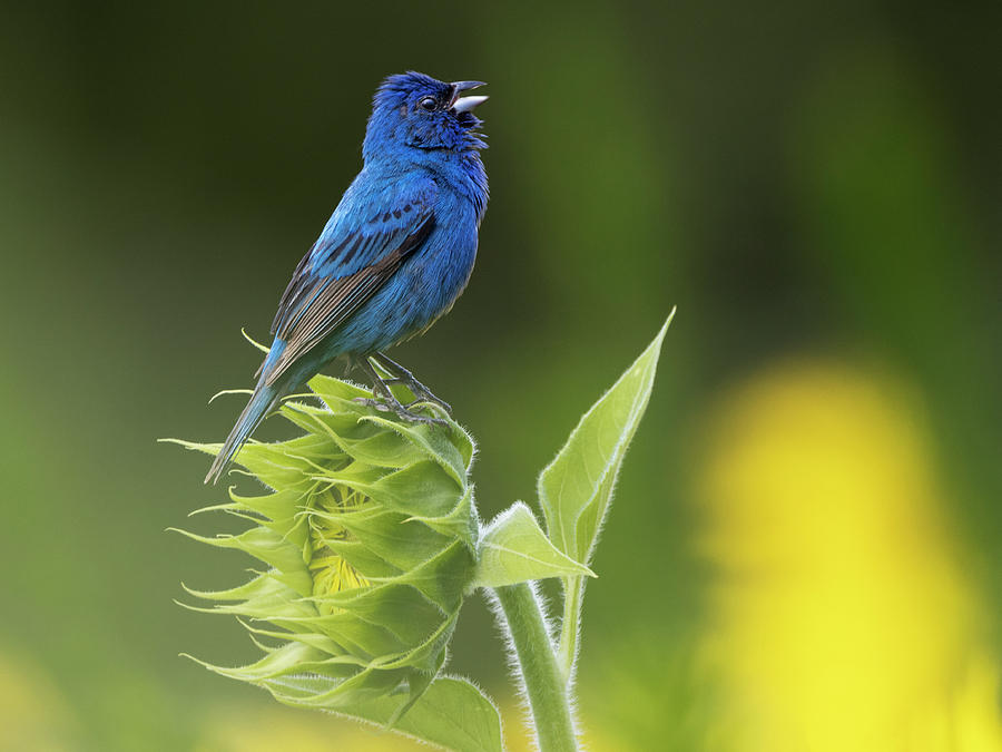 Indigo Bunting On Top Of Sunflower Photograph By Alex Ray Fine Art