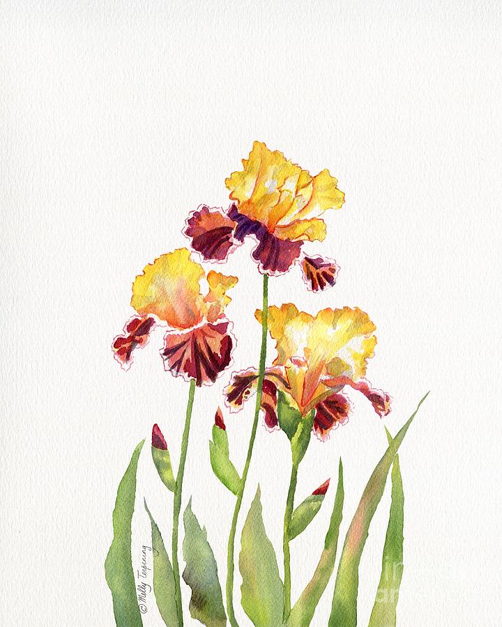 Iris Watercolor Painting By Melly Terpening Fine Art America