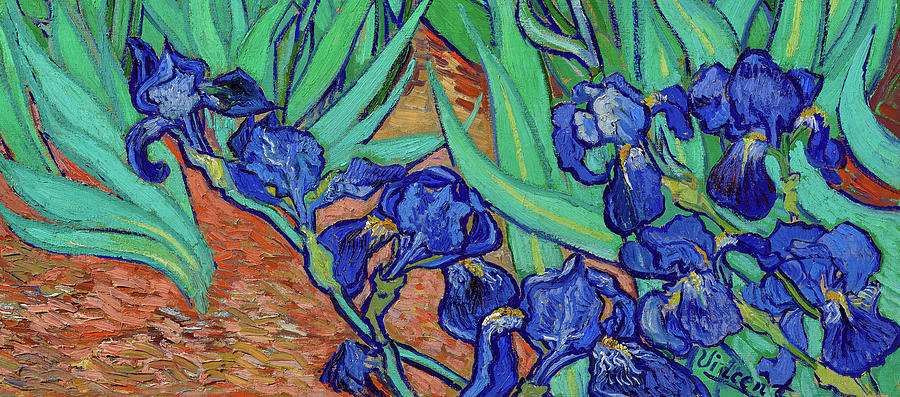 Irises Saint Remy Painting By Vincent Van Gogh Pixels