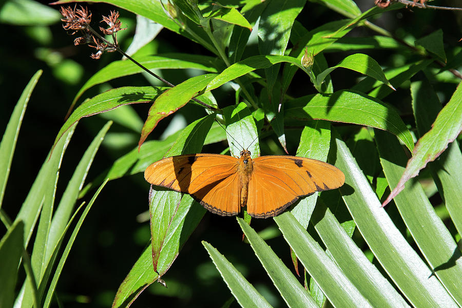 Julia Heliconia Butterfly In Foliage Photograph By Bob Silverman