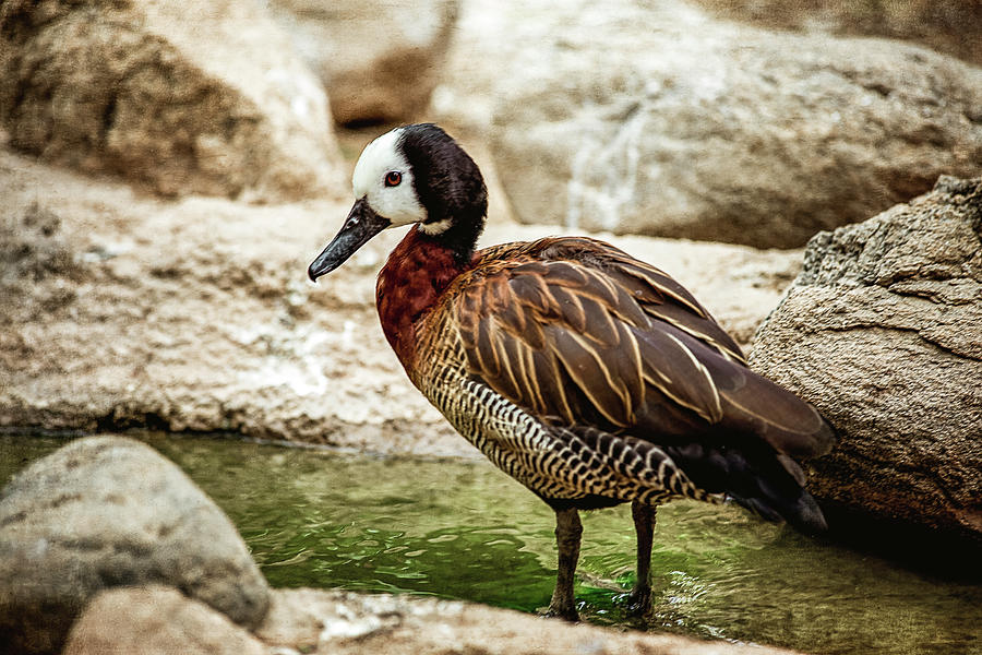 Just Cooling My Paddles Photograph By Nancy Carol Photography Fine