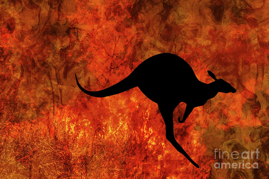 Kangaroo Escape From Bushfire Photograph By Benny Marty Fine Art America