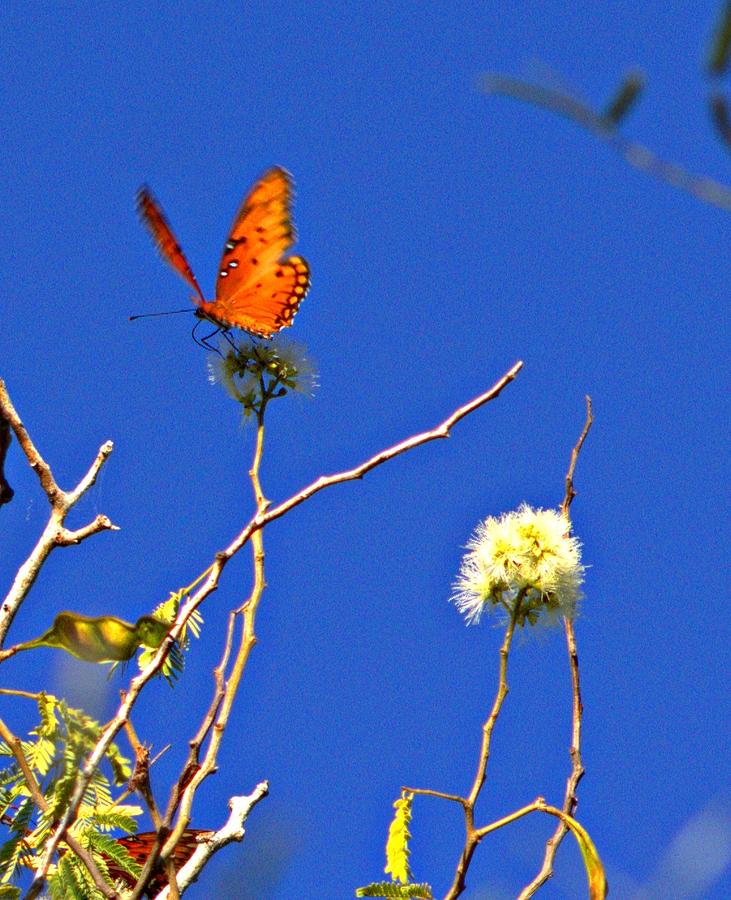 King Of The Butterflies Photograph By Charlene Adler Fine Art America