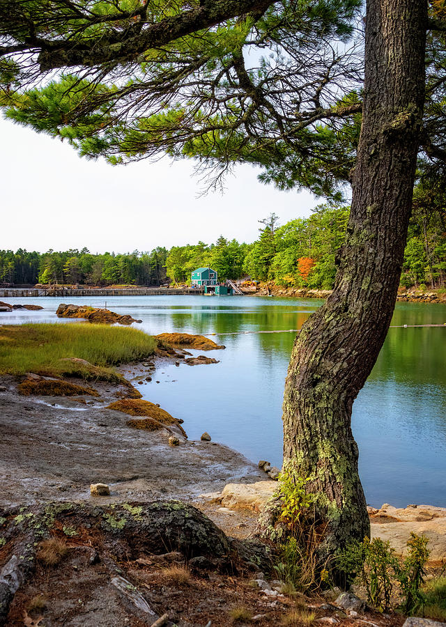 Knickercane Island Park Maine Photograph By Carolyn Derstine Fine Art