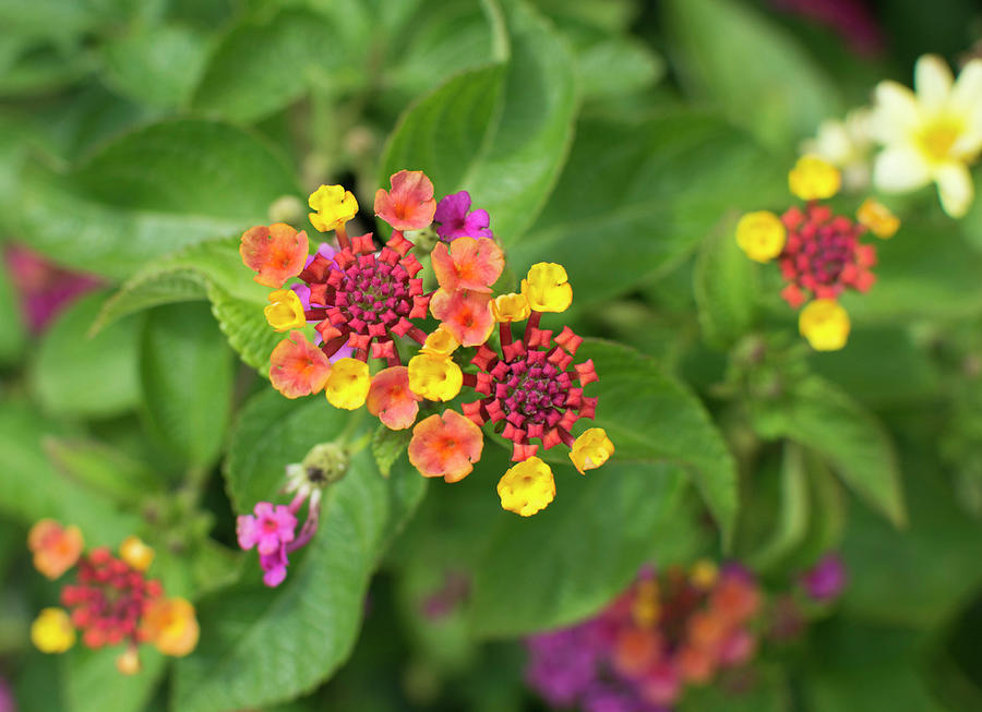 Lantana Camara Blooms Photograph By Susan Newcomb Fine Art America