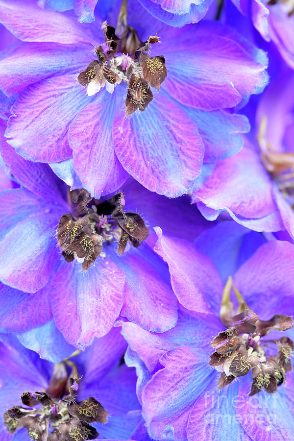 Larkspur Delphinium Flower Photograph By Neil Overy Pixels