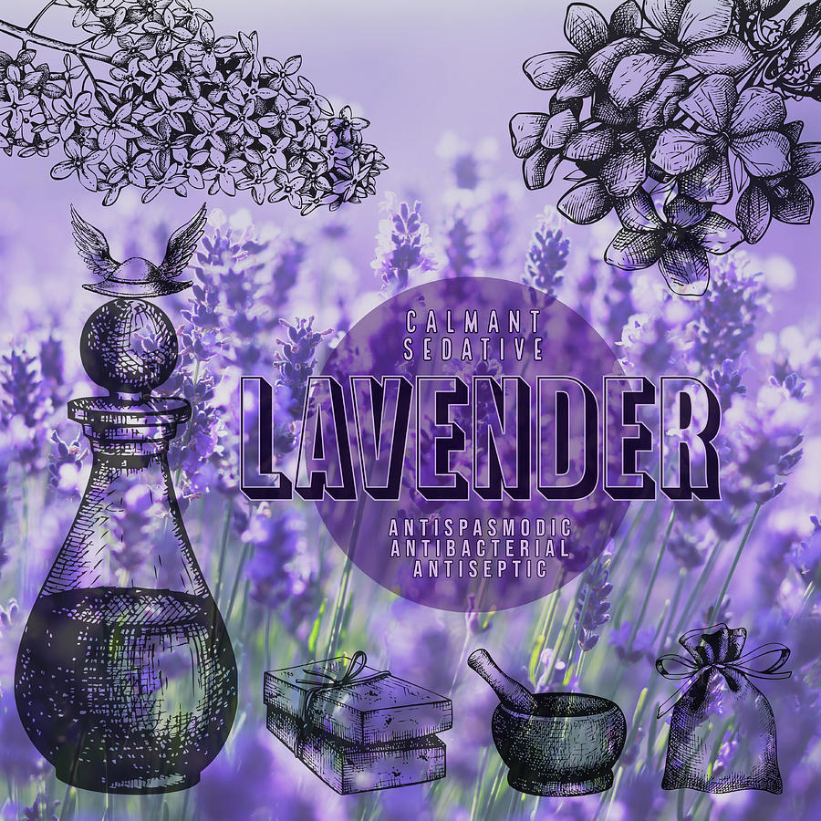 Lavender For Herbalist Corner Logo Photograph By Ana Naturist Fine