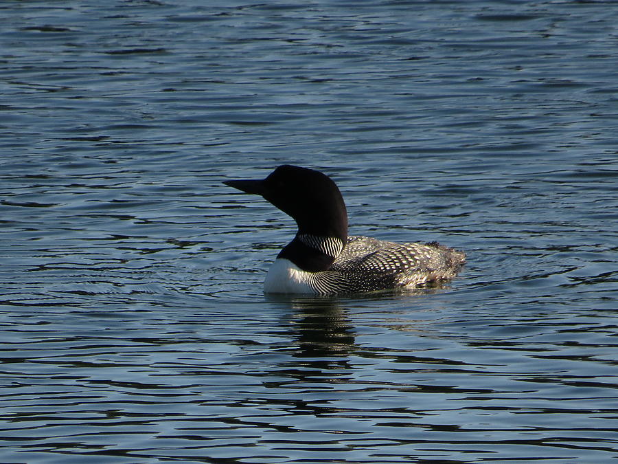 Lone Loon Photograph By Magnus Vescelus Fine Art America