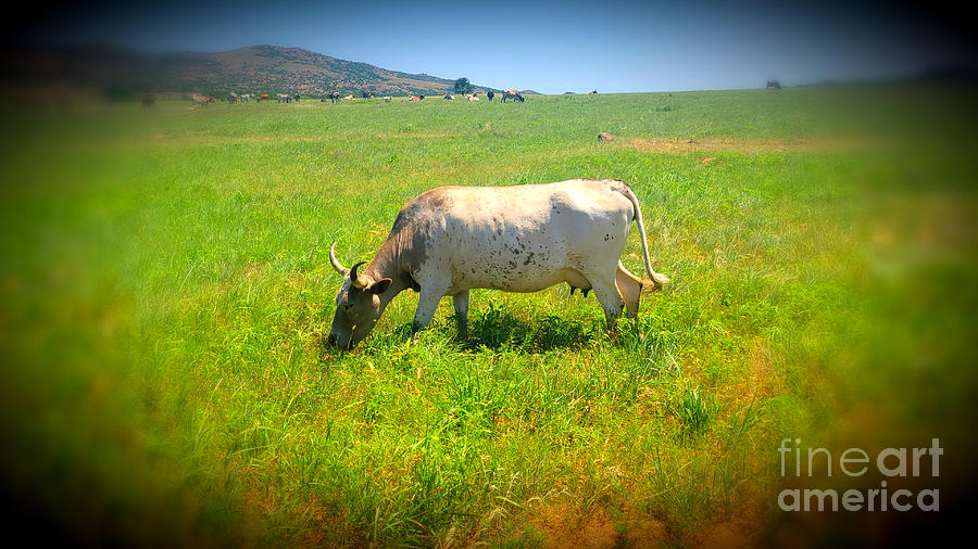 Longhorn Photograph By Kandace Mell Fine Art America