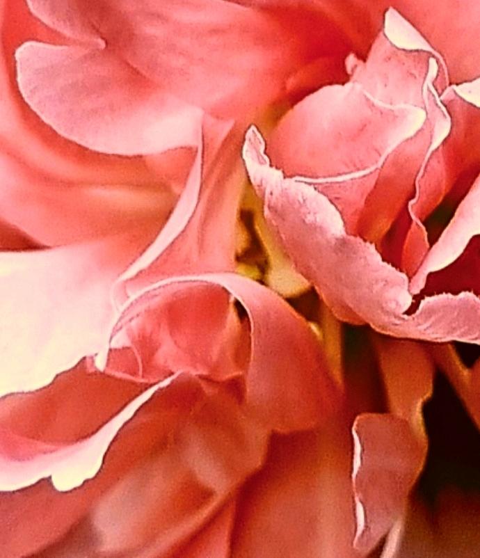 Macro Hibiscus Flower In Watermelon Photograph By Loraine Yaffe Fine