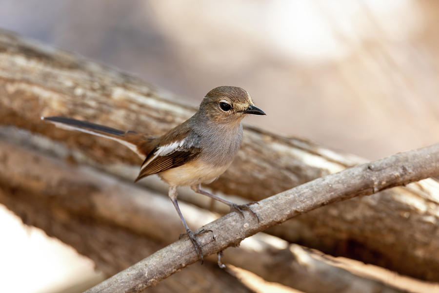 Madagascar Magpie Robin Copsychus Albospecularis Female Photograph By