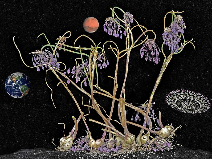 Magical Realism With Allium Sivasicum Photograph By Bart Van Den Berg