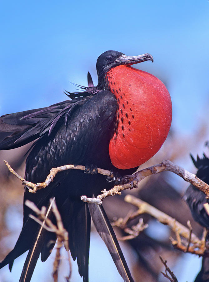 Magnificent Frigatebird In Courtship Display Photograph By Tim