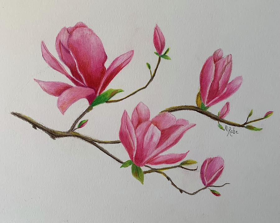 Magnolias Drawing By Nancy Rabe Fine Art America